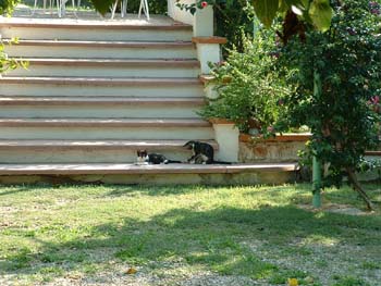 The kitten